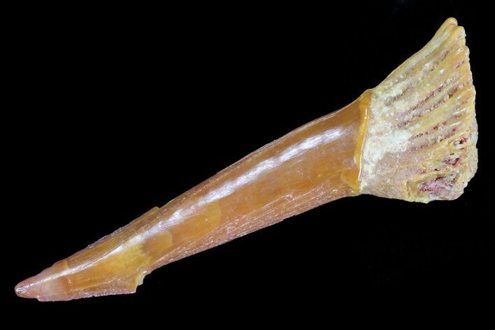 Cretaceous Giant Sawfish (Onchopristis) Rostral Barb #72718